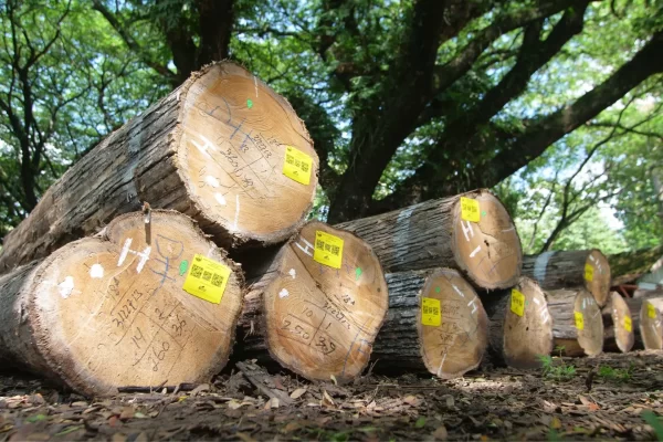 Perhutani Teak Wood